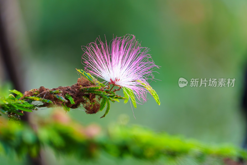 苏里南朱缨花