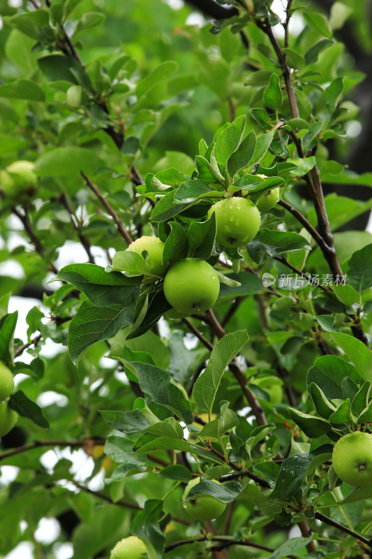 雨后苹果树上的果实