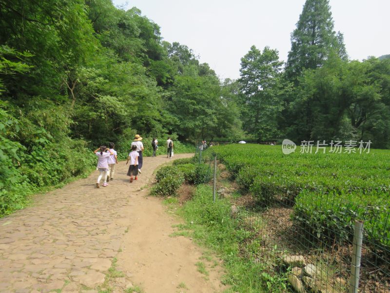 杭州九溪烟树景区