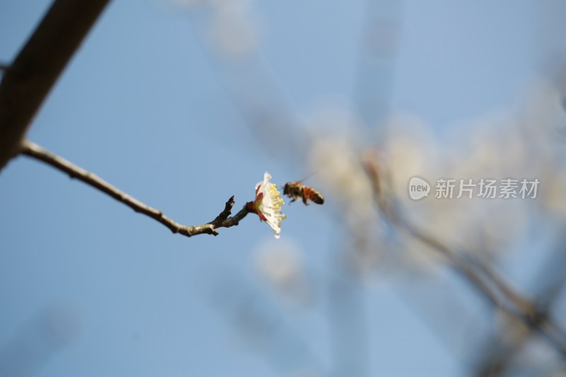 梅花 春梅绽放