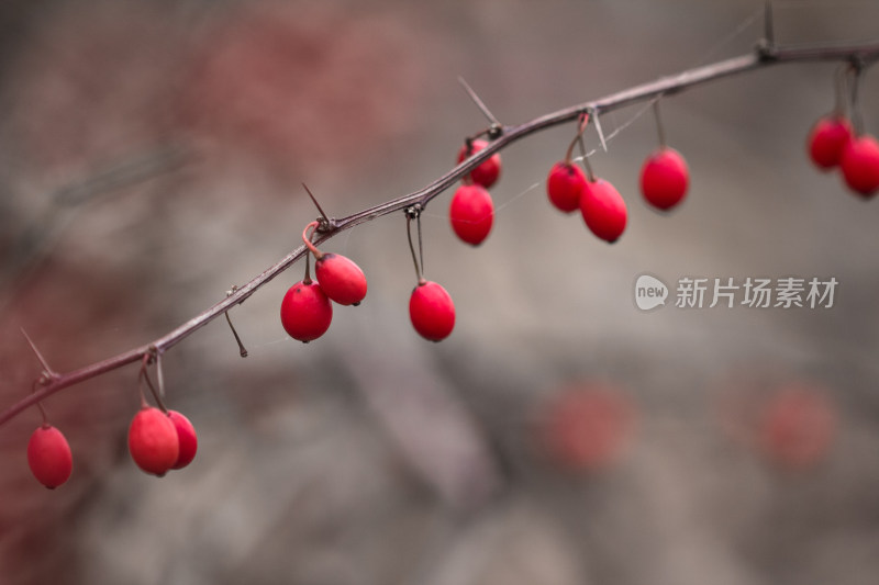 秋季红色浆果果实微距特写镜头