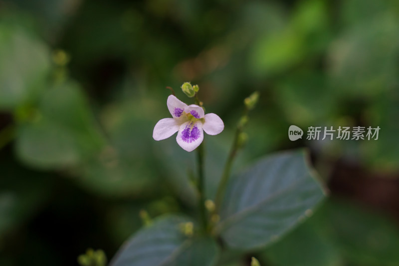 爵床科植物宽叶十万错