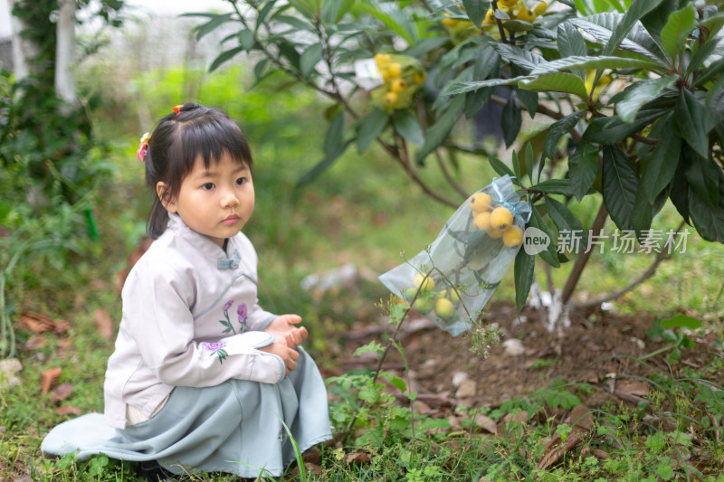 小女孩看枇杷树的果实