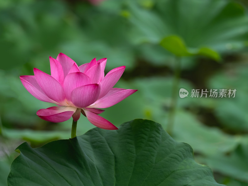 夏季荷塘粉红色莲花盛开