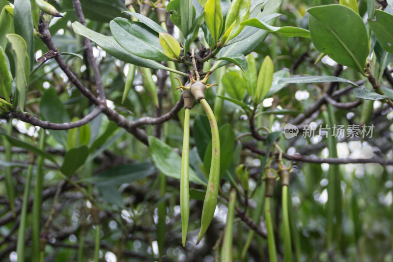 珠海红树林里的秋茄树