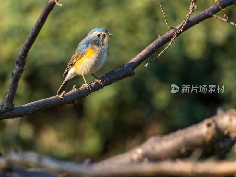 生境下的红胁蓝尾鸲