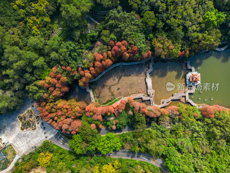 深圳仙湖植物园落羽杉