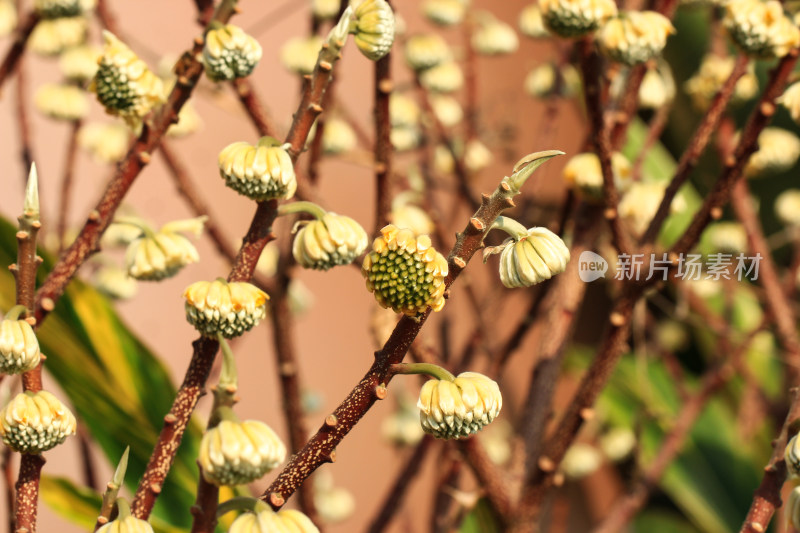 结香花花蕾实拍素材