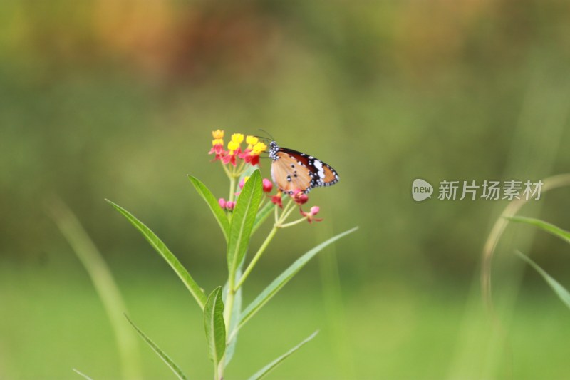 蝴蝶恋花