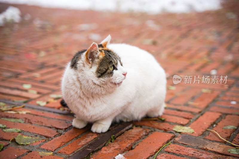 冬季路面上的猫积雪