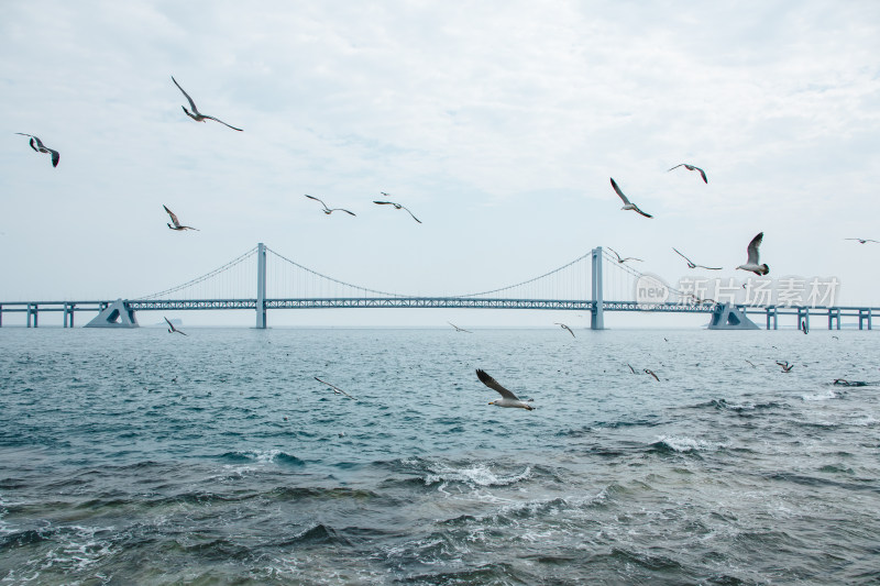 辽宁大连星海湾跨海大桥海鸥飞舞