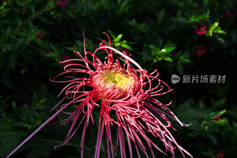 菊花鲜花实拍素材