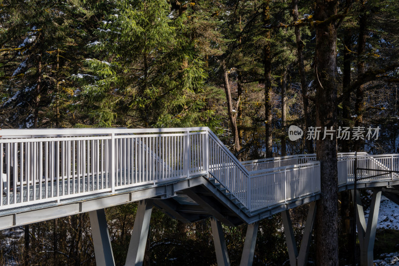 川西甘孜海螺沟景区的森林步道