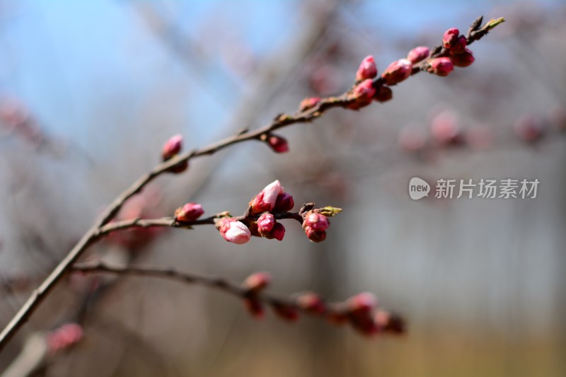 桃花花苞花蕊