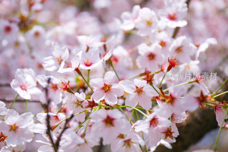 春日浪漫樱花特写