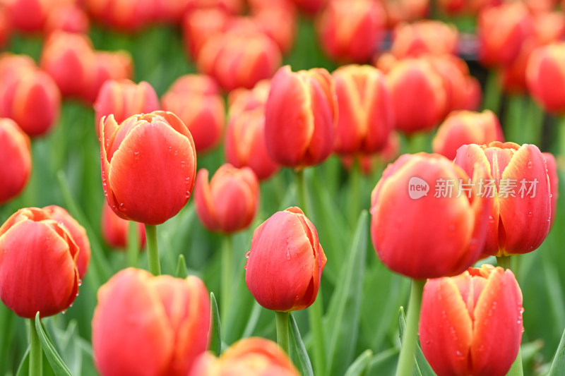 郁金香花海