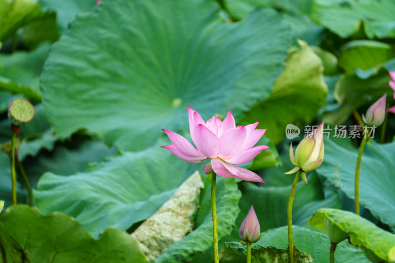 夏日荷花清韵