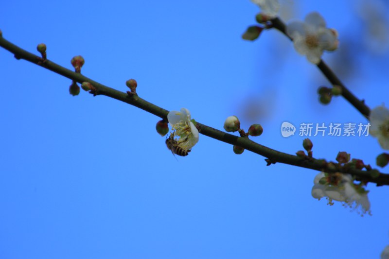 梅花香雪