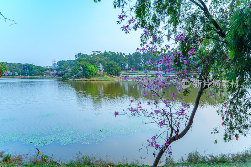 广州番禺大学城中心湖绿色树林湖景风光