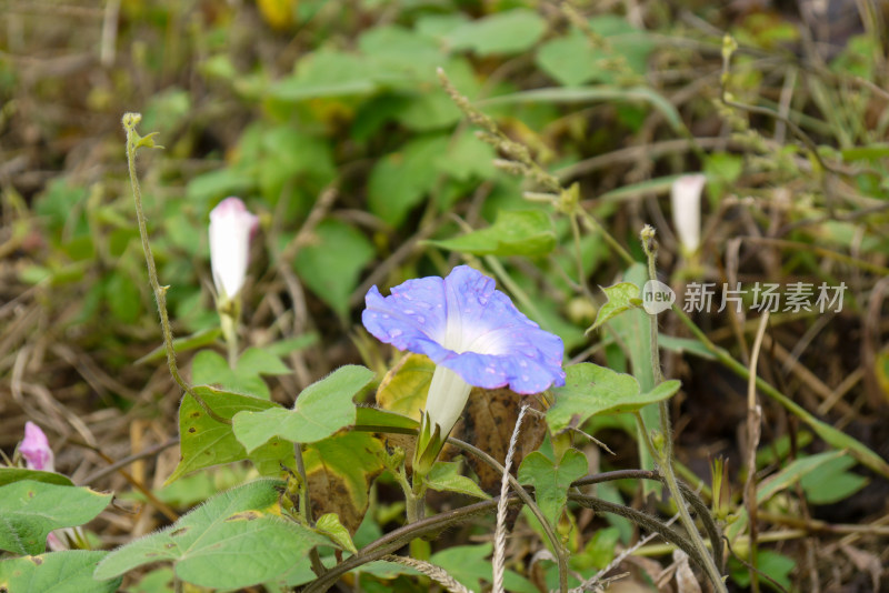 牵牛花特写