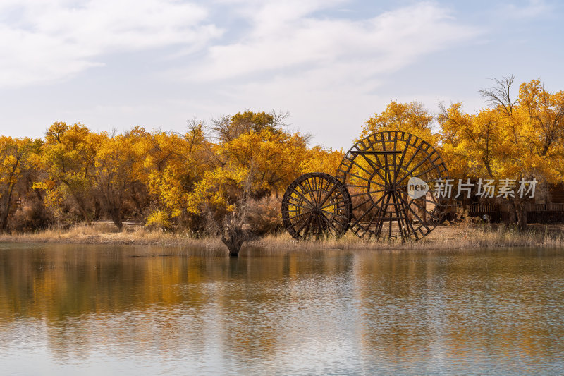 新疆南疆喀什巴楚红海胡杨林金秋尉头洲美景