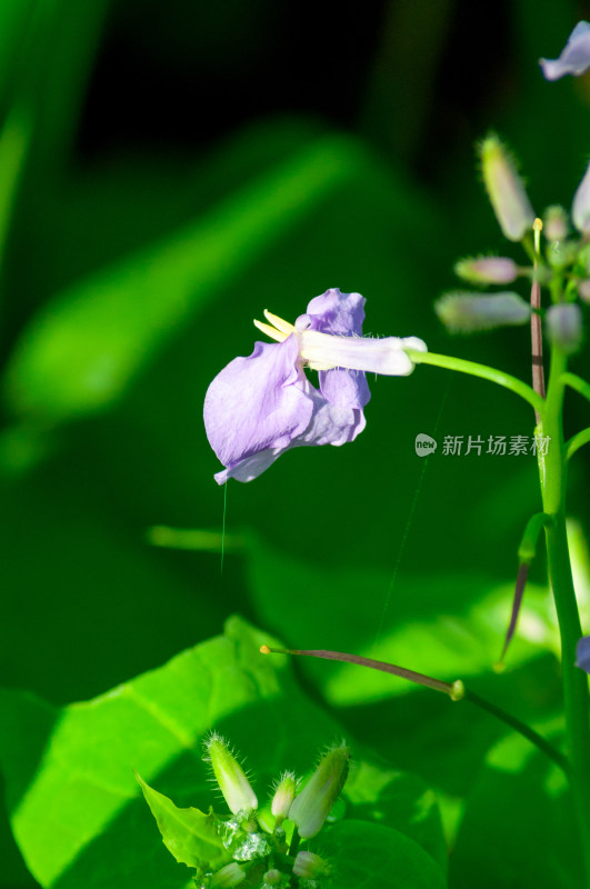 小小的野花