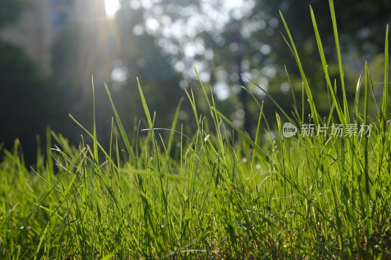 阳光照在绿油油的草地上