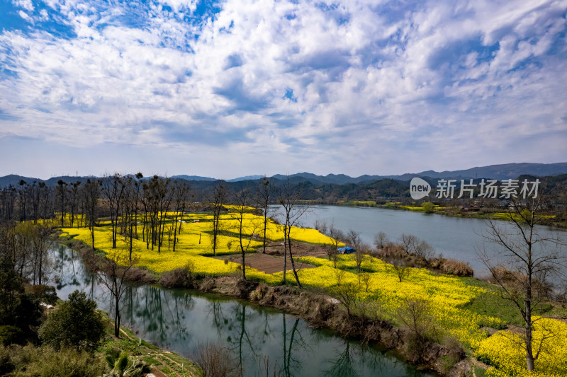 春天乡村田园油菜花航拍图