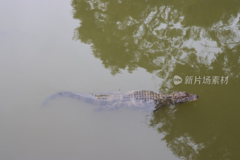 扬子鳄/安徽宣城扬子鳄景区