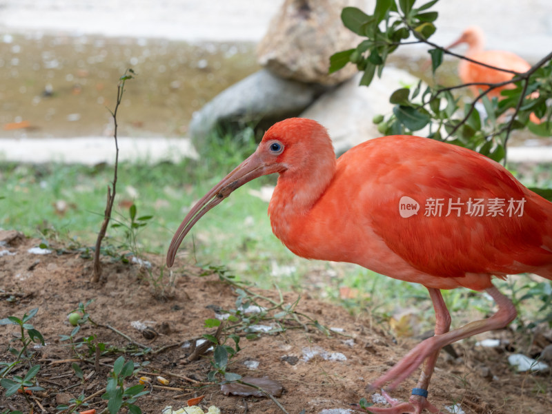 湖州龙之梦动物世界红鹮