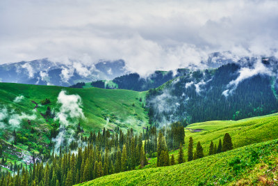 巩乃斯的草原美景