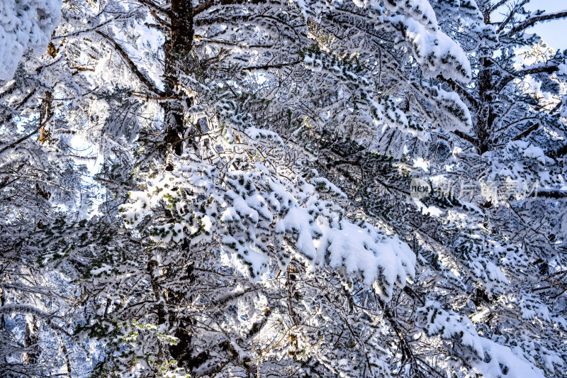 冬季成都西岭雪山的植被植物