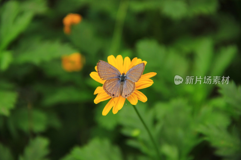 黄金菊花草上的蝴蝶