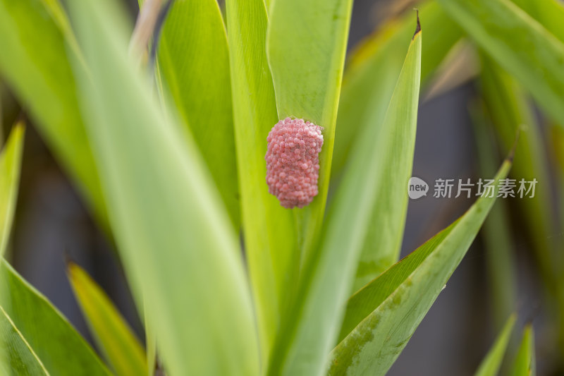 夏季公园湖边的福寿螺卵