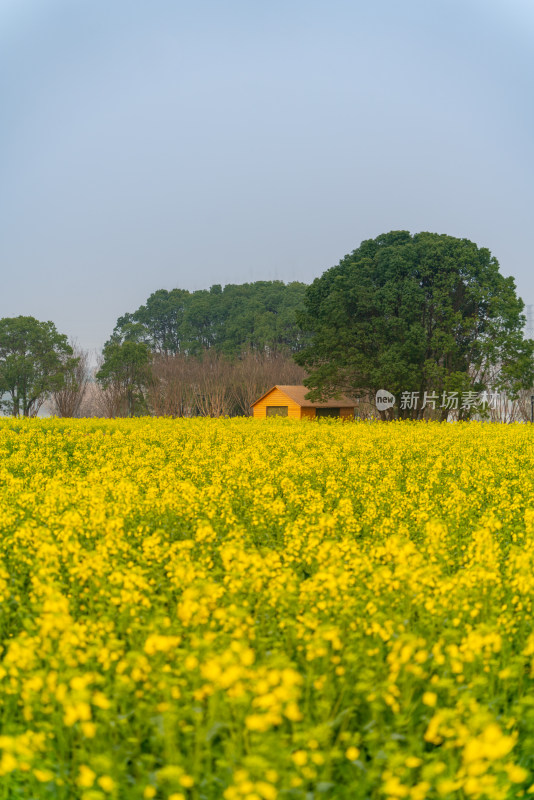 武汉东湖油菜花花海