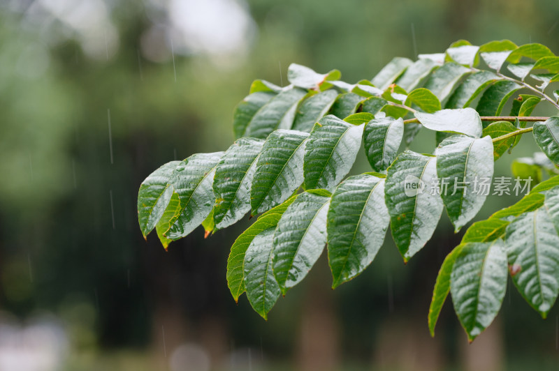 雨中自然