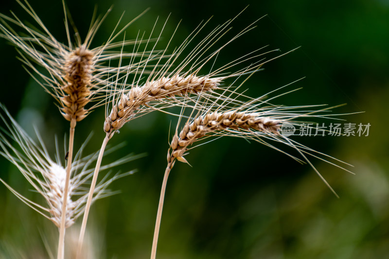 麦子成熟时小麦麦穗