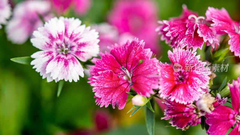 石竹花特写