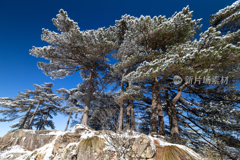 黄山雪松