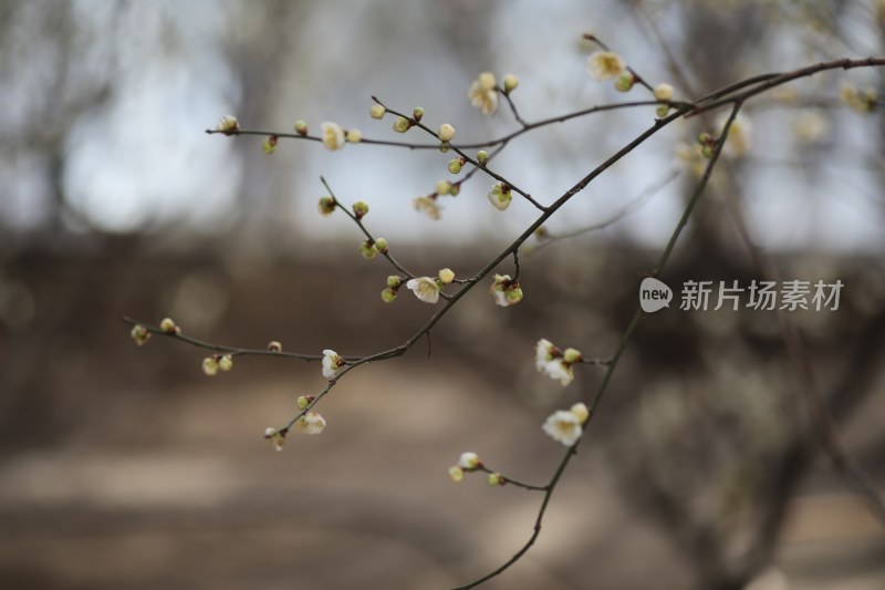 梅花系列