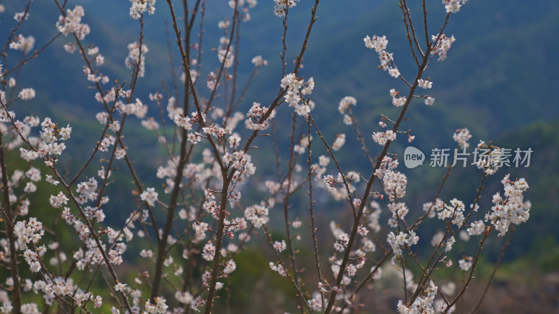 春天樱花特写