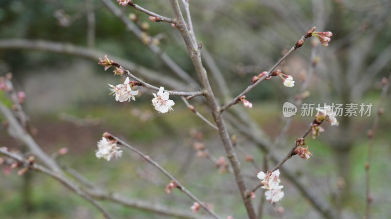 春天最早开的花