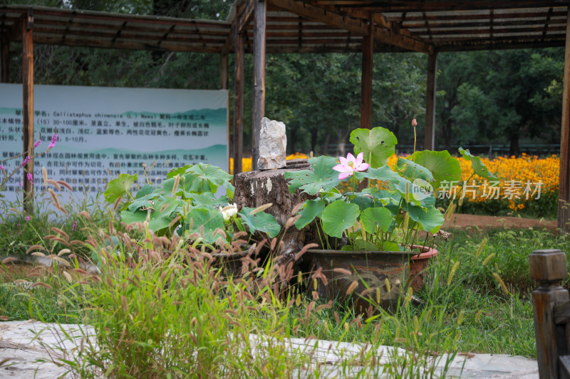 河北避暑山庄荷花荷叶池塘