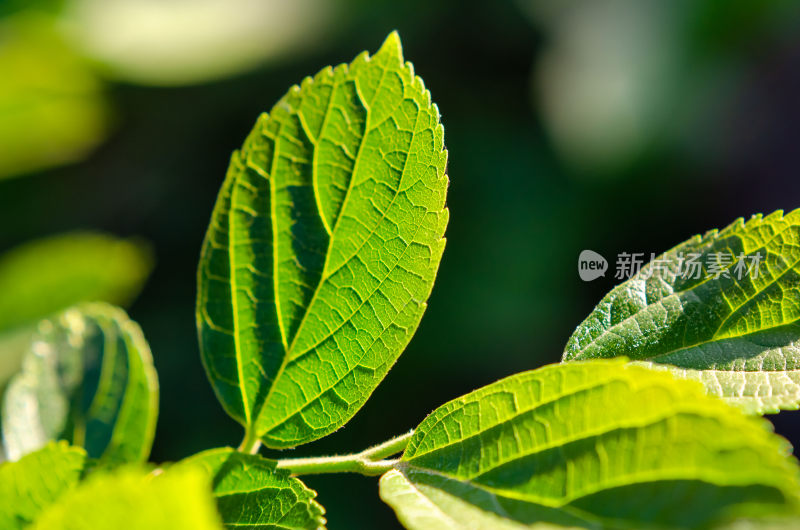 特写绿色植物叶片