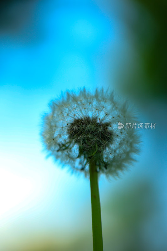 特写蒲公英花朵