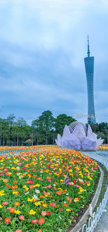 广州市宏城公园盛开的虞美人花