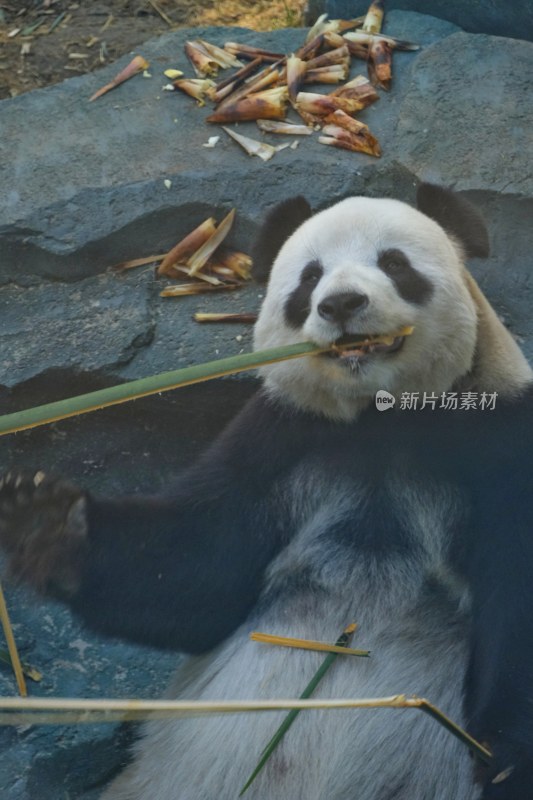 大连动物园 大熊猫飞云