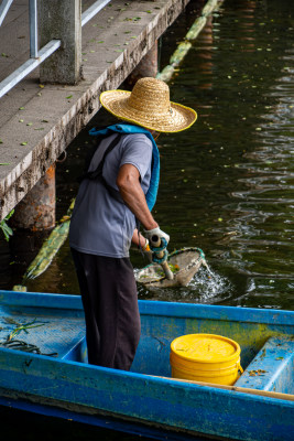 老人正在打捞湖中的树叶