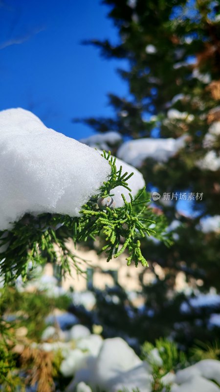 厚重的积雪也压不跨你的生命力