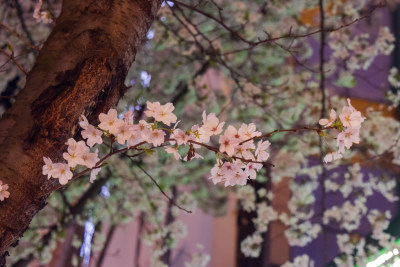 湖南常德府坪街春季樱花街道夜景